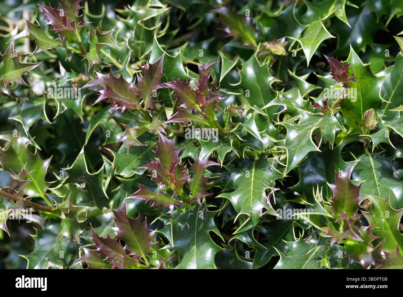 Nahaufnahme der stacheligen und stacheligen Blätter von stechpalme, Ilex aquifolium, einer immergrünen Pflanze, die mit Weihnachten assoziiert ist. Stockfoto