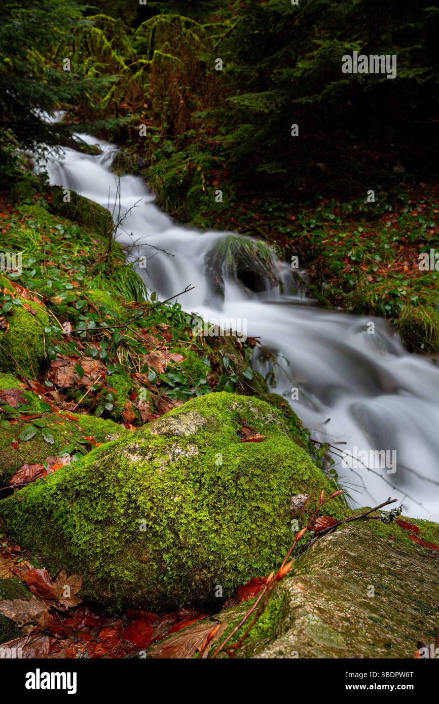 Ein ruhiger Bach schlängelt sich durch eine Waldlandschaft mit moosbedeckten Felsen und leuchtend grünem Laub. Herbstlaub bedeckt den Boden und fügt ihm Reichtum hinzu Stockfoto