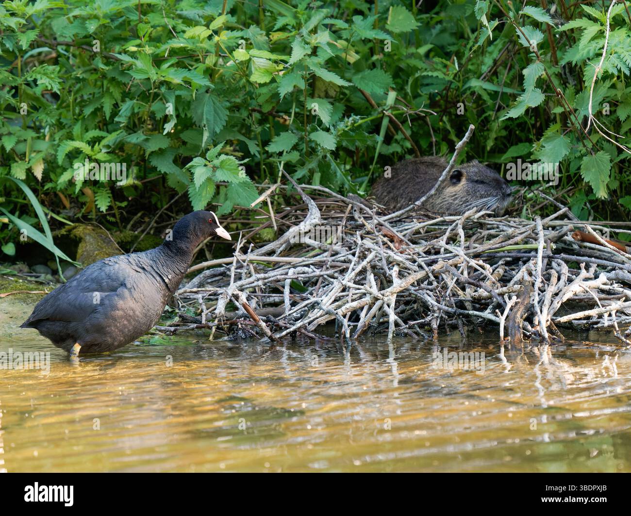 Ein Coypu (Myocastor coypus) ruht auf einem euroasischen Nest (Fulica atra), während die Coots schreien, um es zurückzuholen, fotografiert bei Mare Saint James, Bois Stockfoto