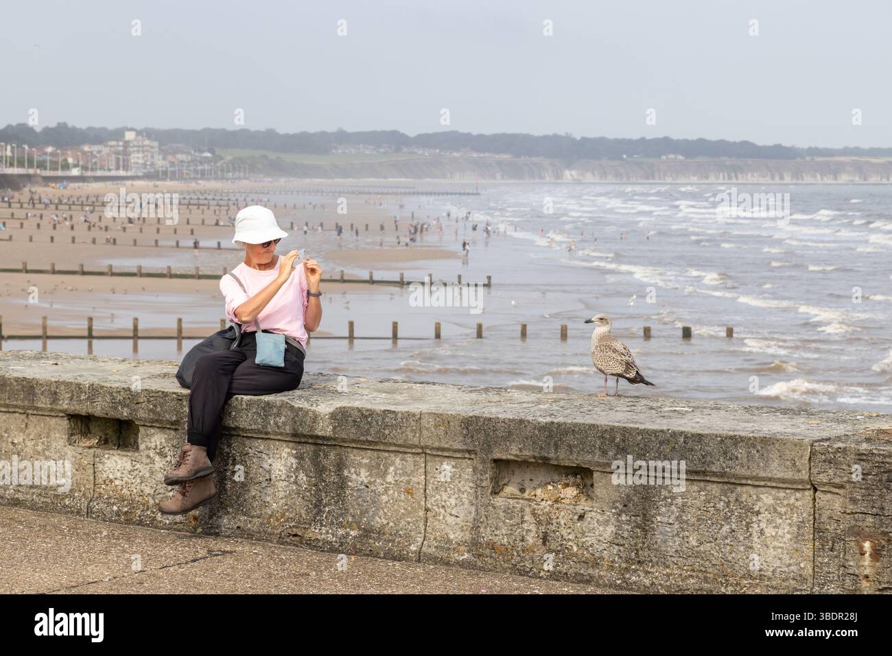 Eine Frau, die auf einer Küstenmauer sitzt, fotografiert eine Möwe mit der Küste im Hintergrund. Alleinreisen, Urlaubskonzept. Stockfoto