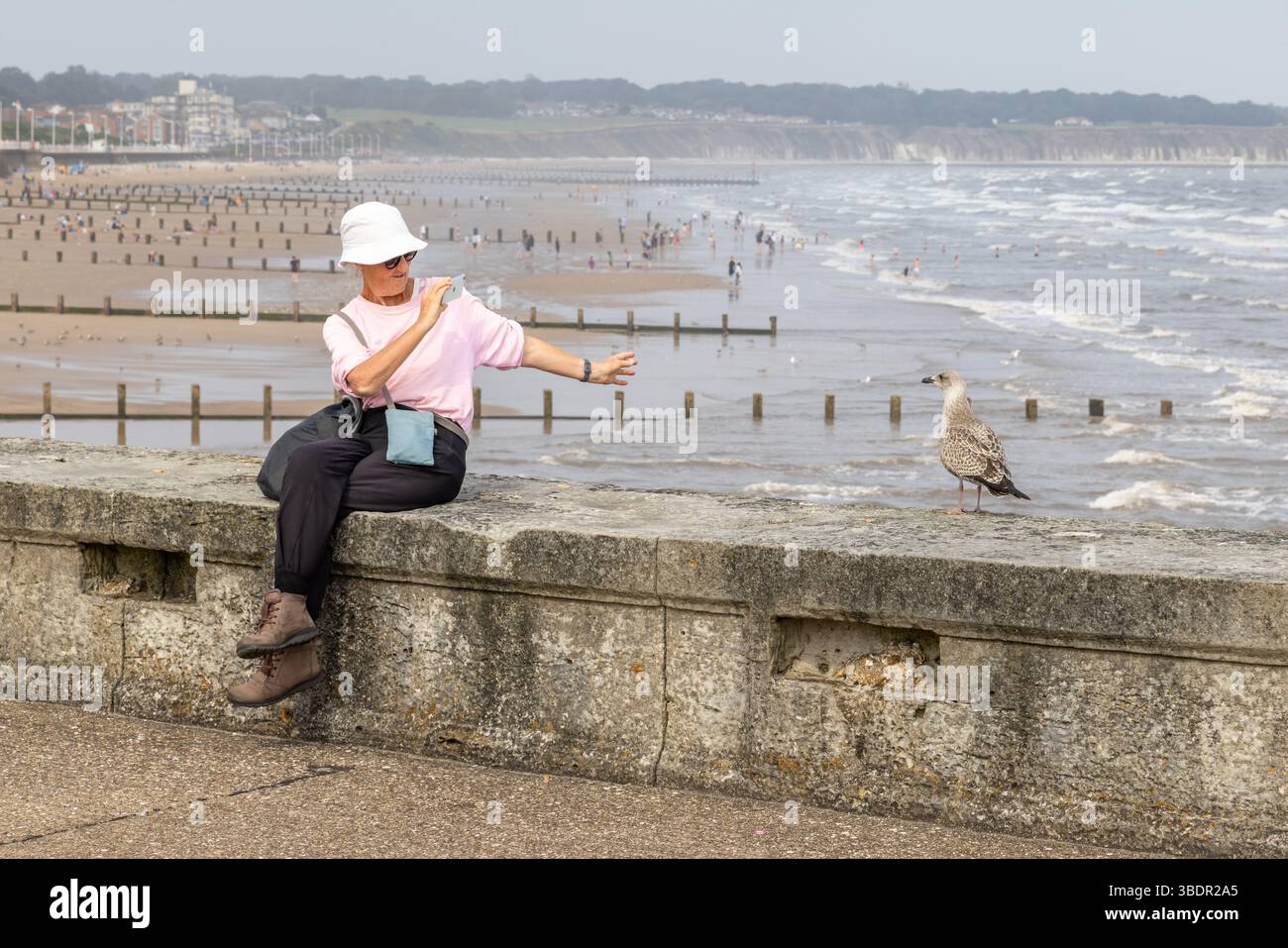 Eine Frau, die auf einer Küstenmauer sitzt, fotografiert eine Möwe mit der Küste im Hintergrund. Alleinreisen, Urlaubskonzept. Stockfoto
