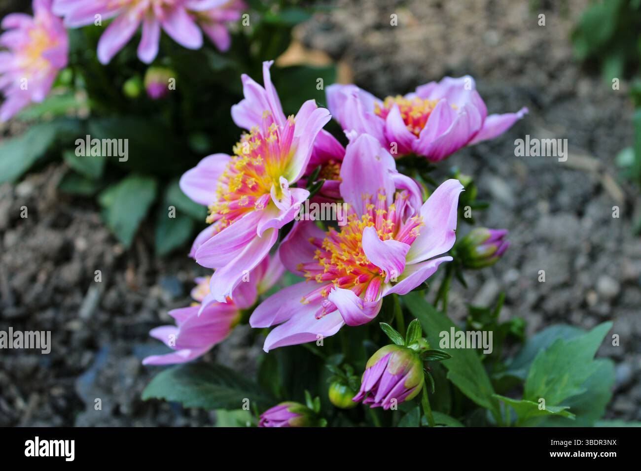 Leuchtendes rosafarbenes Dahlia-Makro mit gelben und roten Details Stockfoto