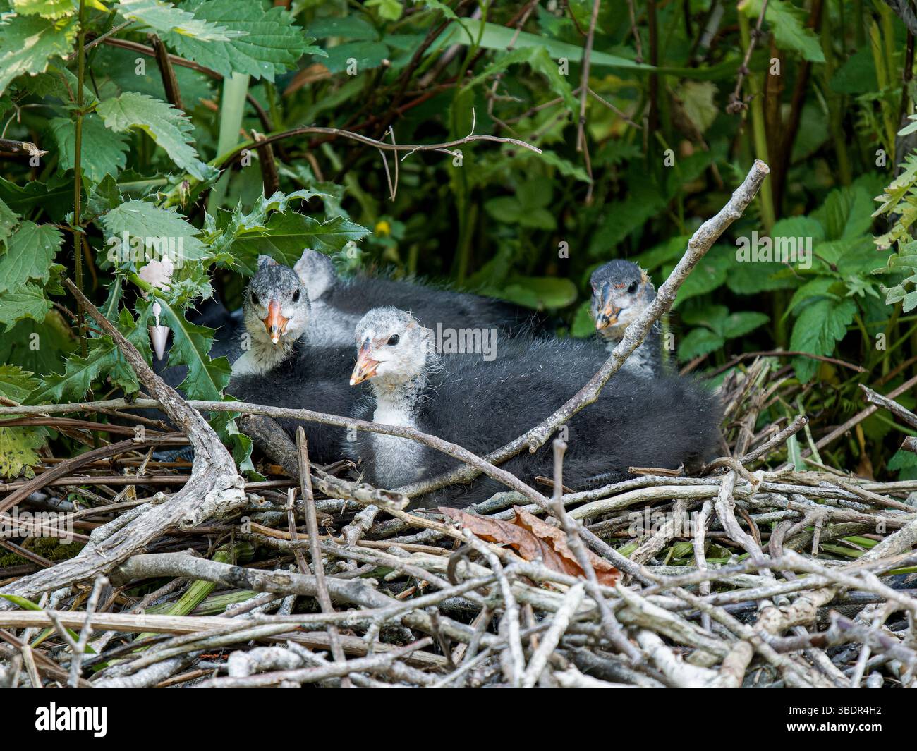 Eurasische Hühnerküken (Fulica atra) auf ihrem Nest in Mare Saint James, Bois de Boulogne, Paris – naturalistische Wasservogelfamilie. Stockfoto