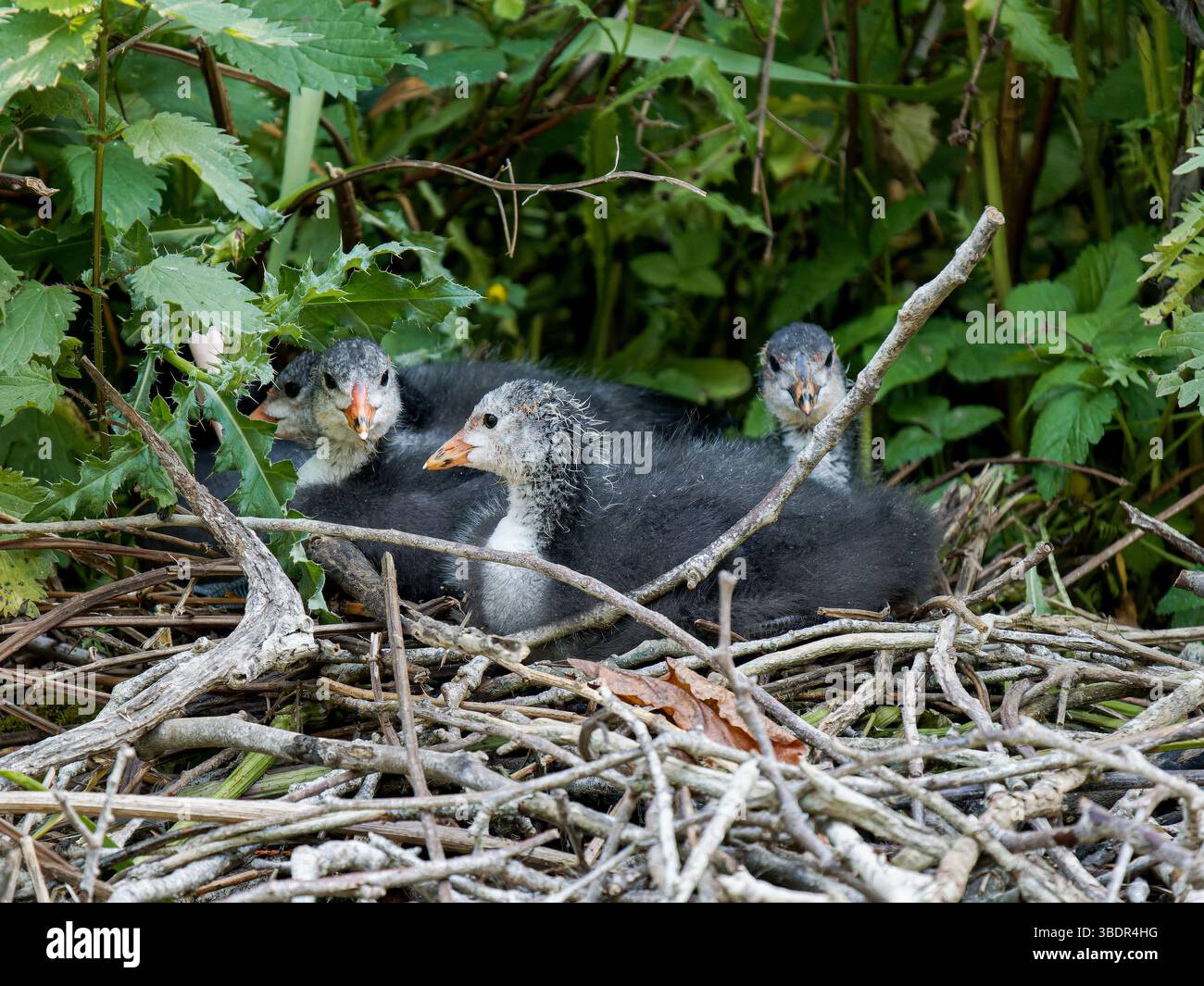 Eurasische Hühnerküken (Fulica atra) auf ihrem Nest in Mare Saint James, Bois de Boulogne, Paris – naturalistische Wasservogelfamilie. Stockfoto
