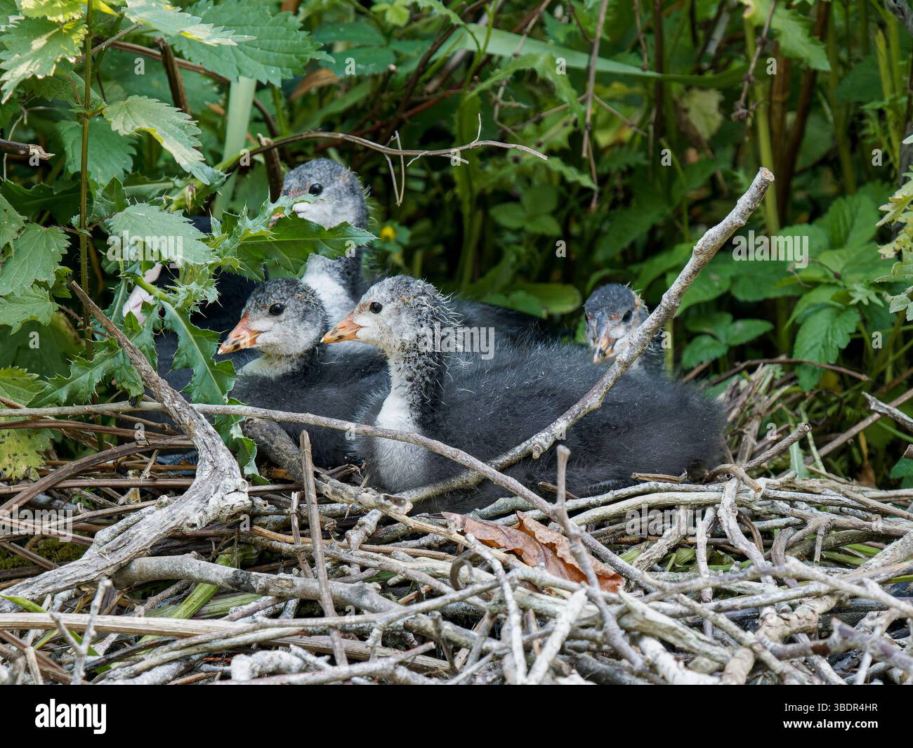 Eurasische Hühnerküken (Fulica atra) auf ihrem Nest in Mare Saint James, Bois de Boulogne, Paris – naturalistische Wasservogelfamilie. Stockfoto