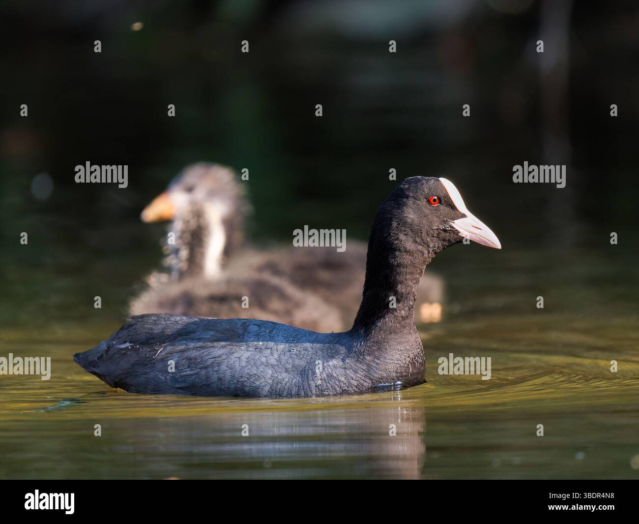 Erwachsener Eurasischer Huhn (Fulica atra) schwimmt auf dem Wasser in Mare Saint James, Bois de Boulogne, Paris — halbaquatischer Vogel in einer städtischen natürlichen Umgebung Stockfoto