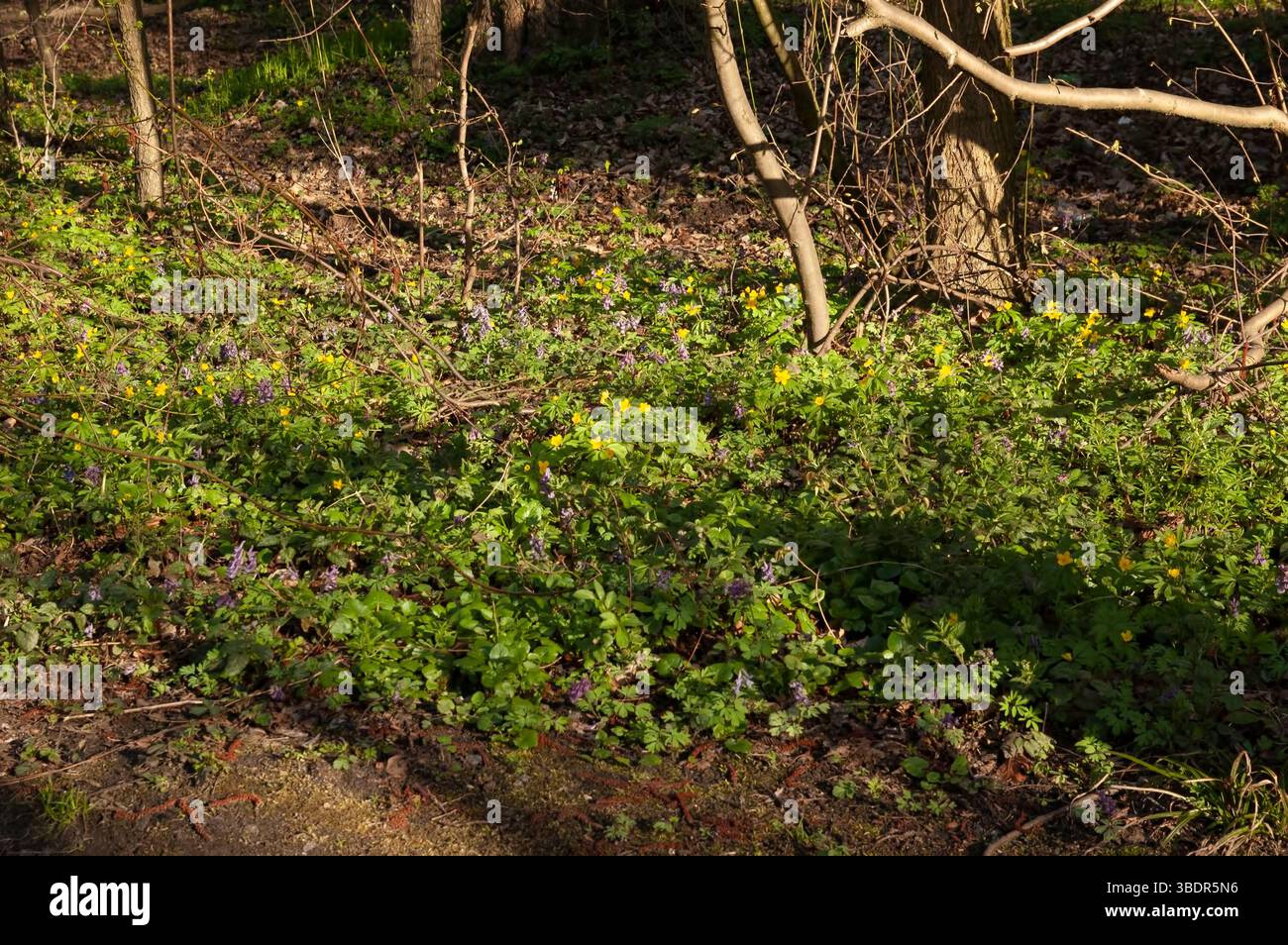 Die ersten Frühlingsblumen blühen im Wald Stockfoto
