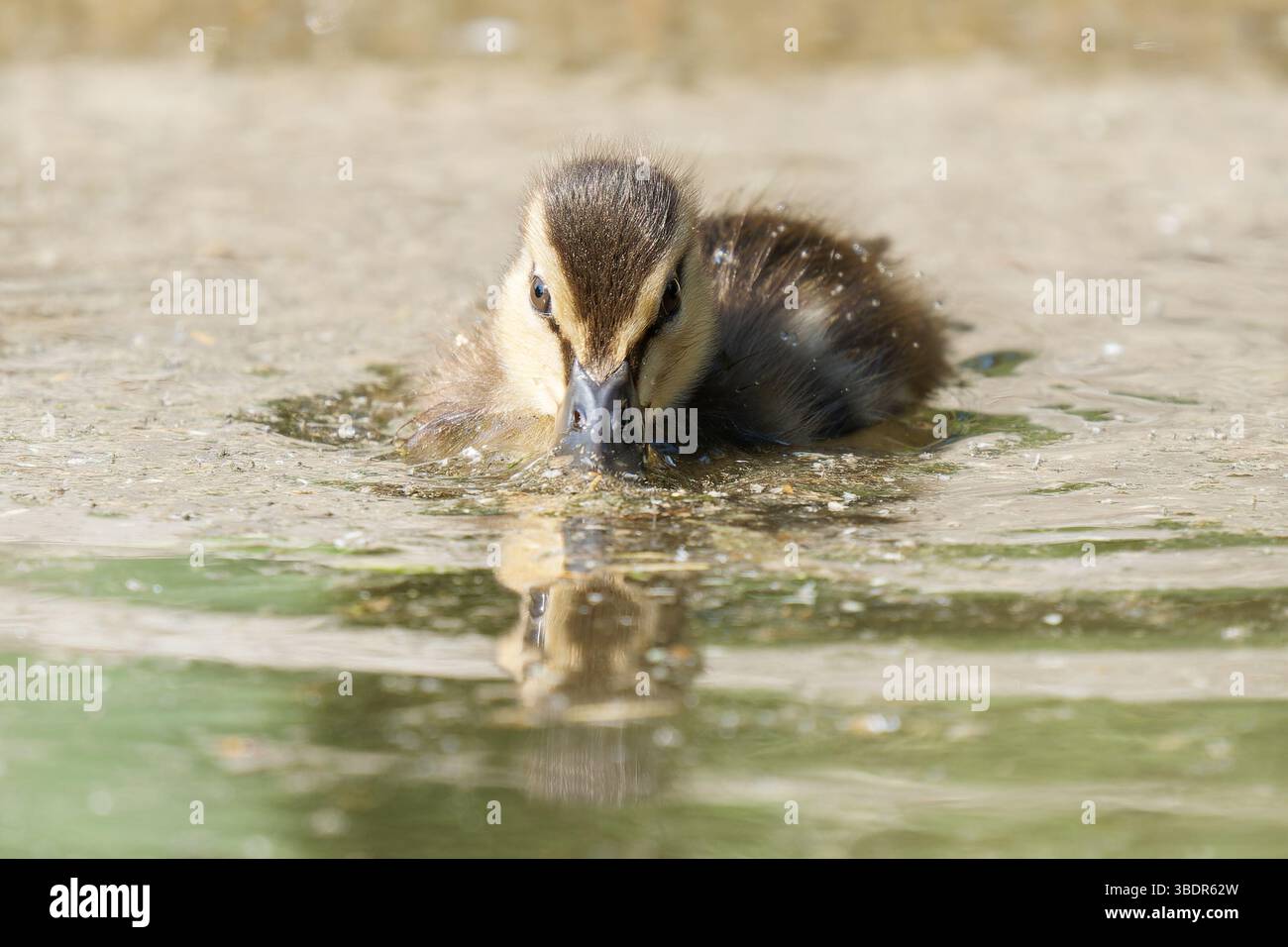 Junge Stockenten Entlein (Anas platyrhynchos) schwimmen im Wasser bei Mare Saint James, Bois de Boulogne, Paris - urbane Wassertiere in einem Naturalis Stockfoto