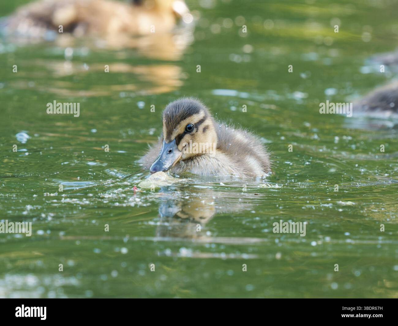 Junge Stockenten Entlein (Anas platyrhynchos) schwimmen im Wasser bei Mare Saint James, Bois de Boulogne, Paris - urbane Wassertiere in einem Naturalis Stockfoto