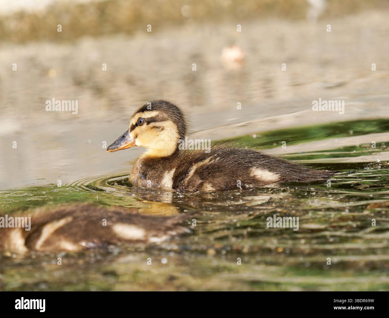 Junge Stockenten Entlein (Anas platyrhynchos) schwimmen im Wasser bei Mare Saint James, Bois de Boulogne, Paris - urbane Wassertiere in einem Naturalis Stockfoto