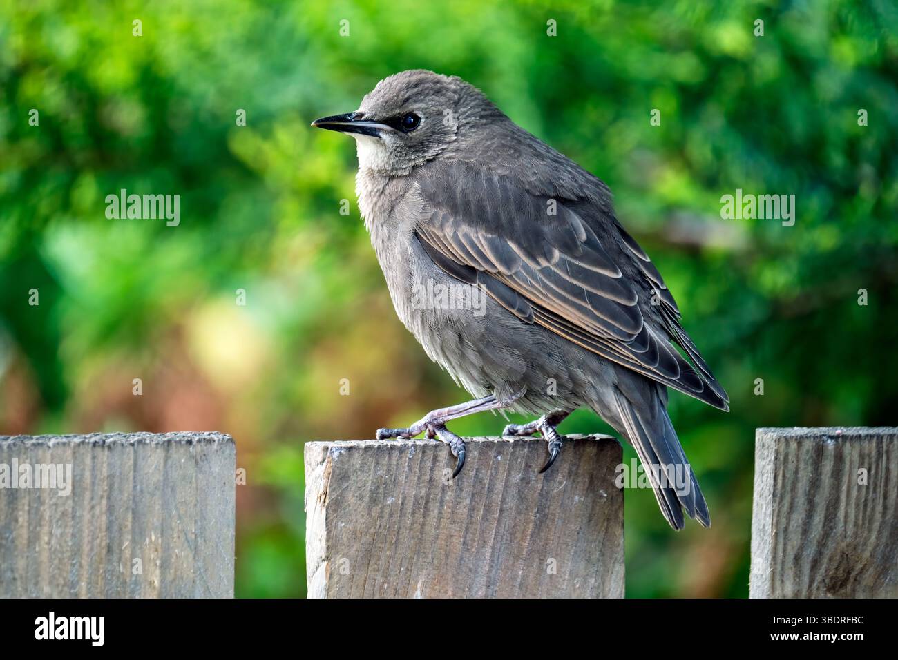Junger Starling auf dem Zaun Stockfoto