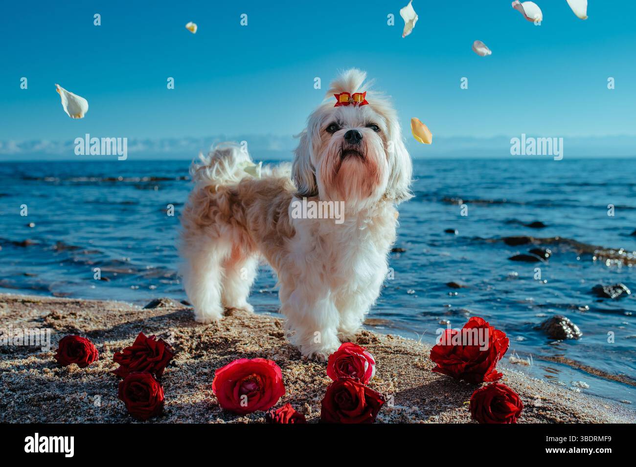 Shih Tzu Hund, der auf dem Ufer des Bergsees steht, in fallenden Rosenblättern Stockfoto