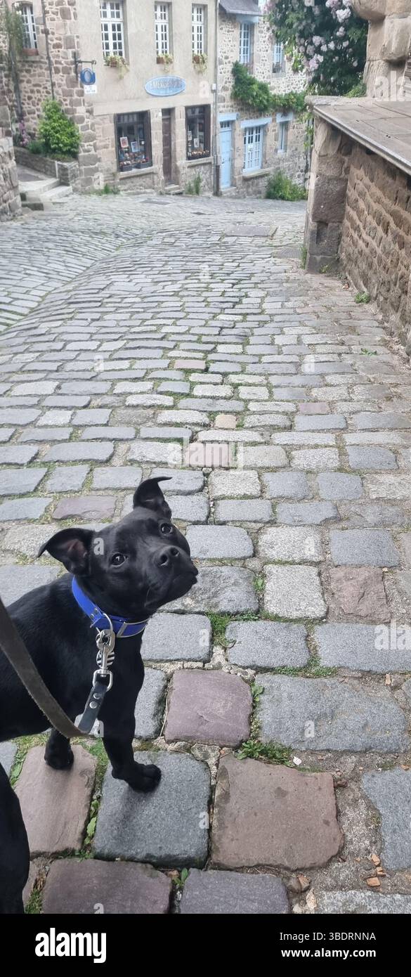 Staffy en ville. - Smartphone-aufgenommenes Stockfoto