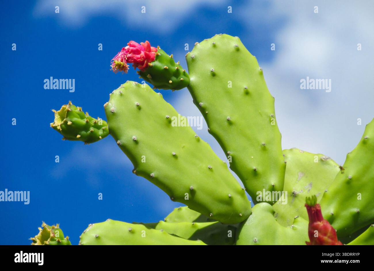 Kaktusgrüner, großer Busch in der wilden Natur an einem sonnigen Tag. Grüne Kakteen zwischen den Felsen. Großes Kaktustal in den argentinischen Anden Stockfoto