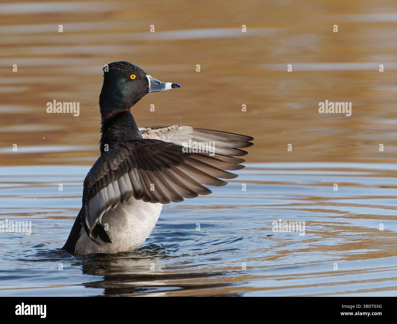Männliche Ringhals-Ente (Aythya collaris) aufrecht im Wasser, flatternde Flügel, sieht richtig aus, Platz für Kopien Stockfoto