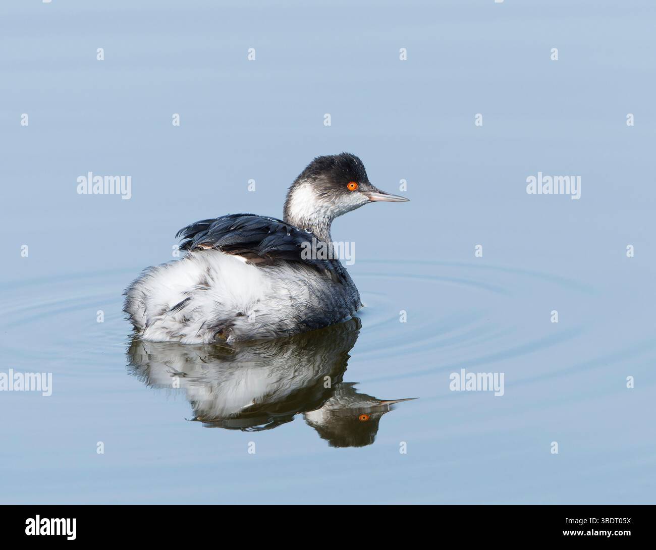 Rattenschnabel-Grebe (Podilymbus podiceps) im See mit Reflexion, blauer Hintergrund, nach rechts gerichtet, Platz für Text Stockfoto