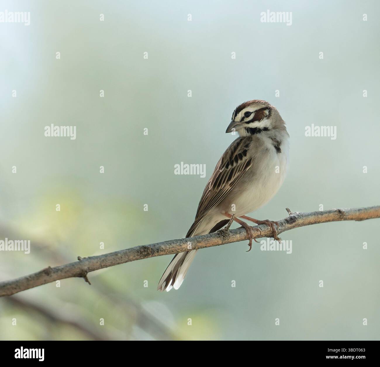 Hoch erhobener Lark Sparrow (Chondestes grammacus) auf einem Zweig, nach links schauend, Platz für Kopie Stockfoto
