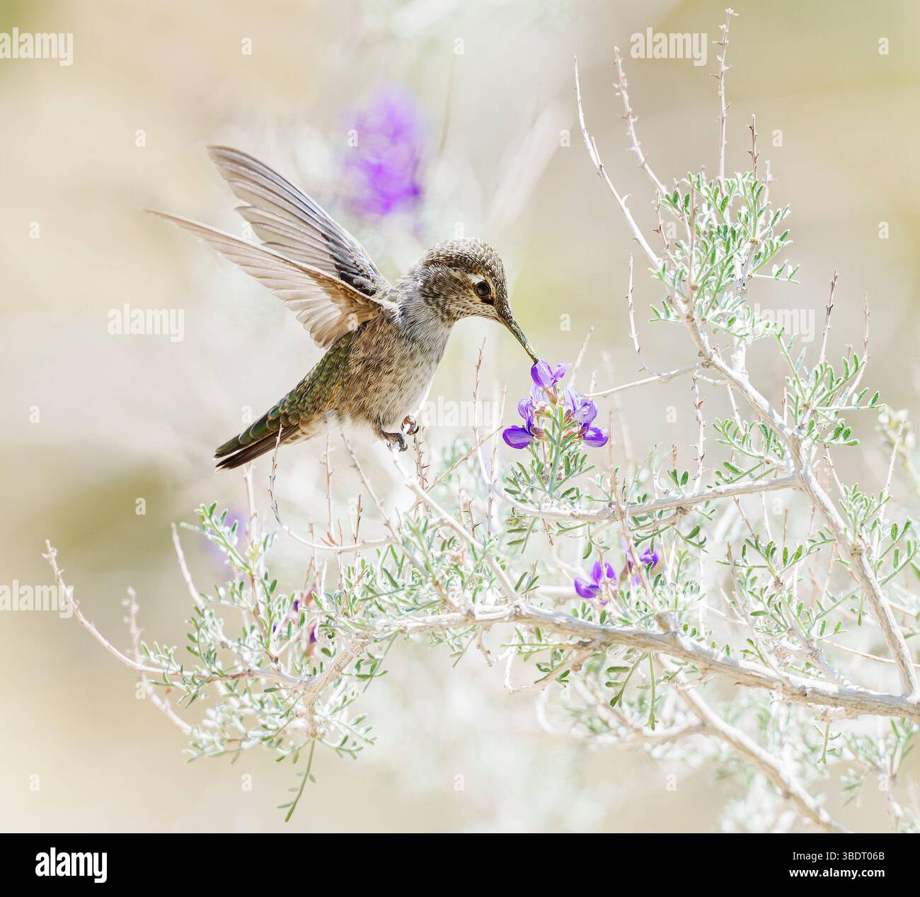 Anna's Kolibri (Calypso anna) schlürft von violetter Blume, High Key Stockfoto