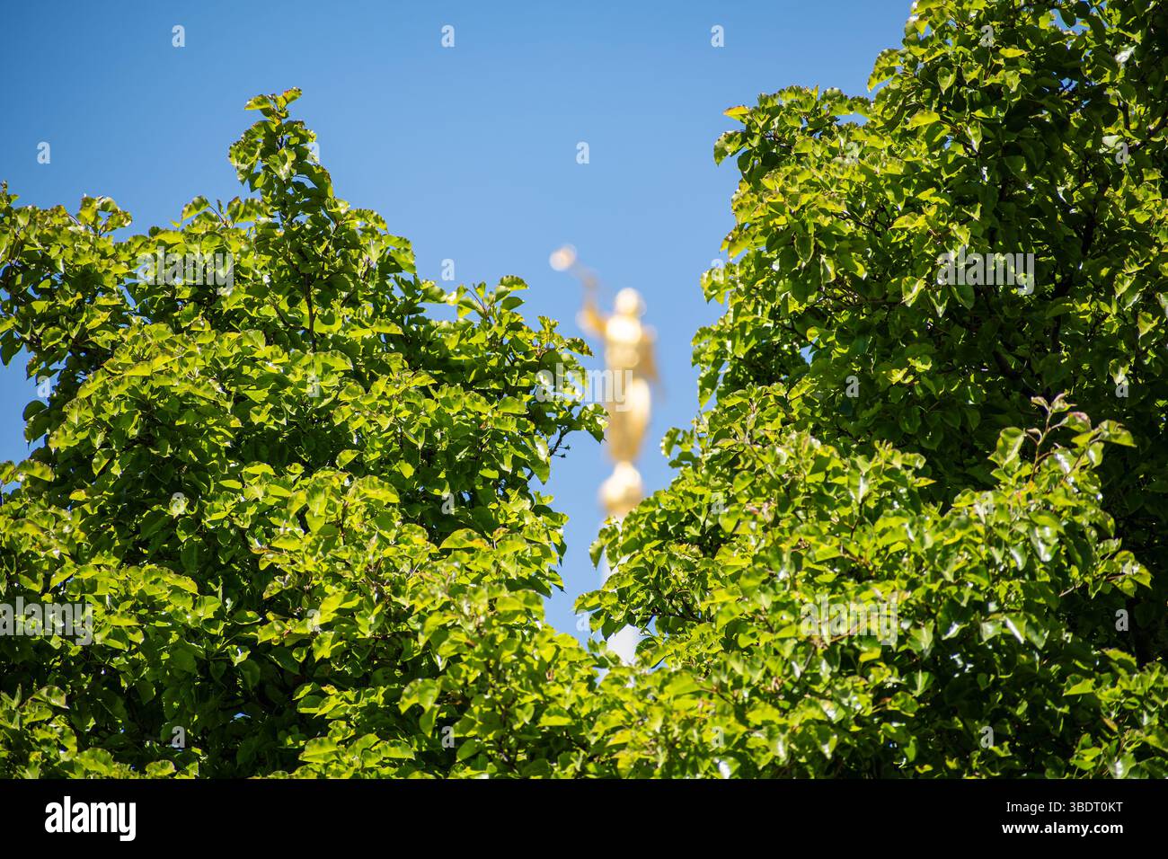 American Fork, UT, USA – 24. Mai 2025: Angel Moroni auf dem Mount Timpanogos Utah Temple symbolisiert den Glauben und die HLT-Kirche. Stockfoto