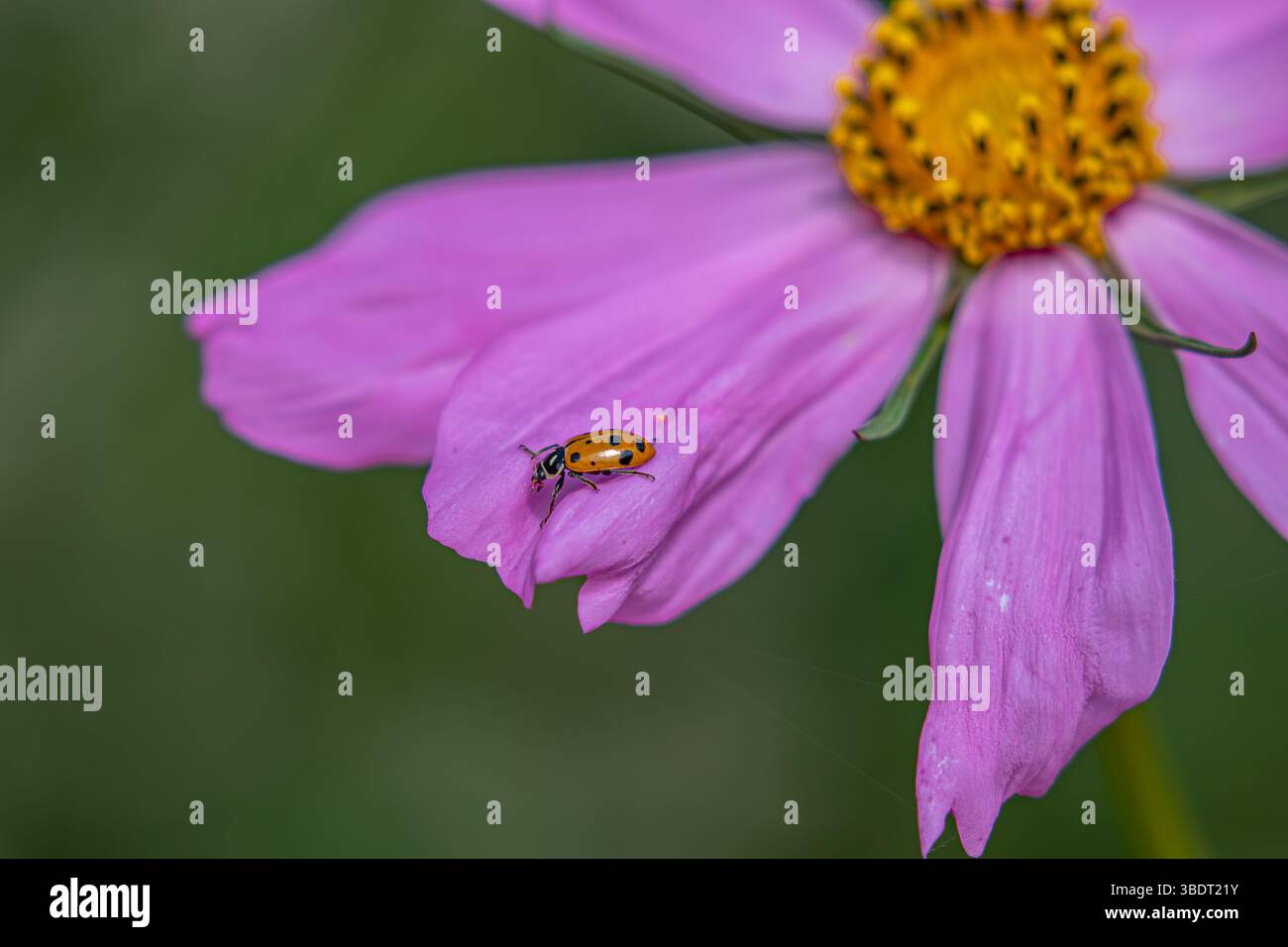 Marienkäfer auf einem Kosmosblütenblatt in Kalifornien ; USA Stockfoto