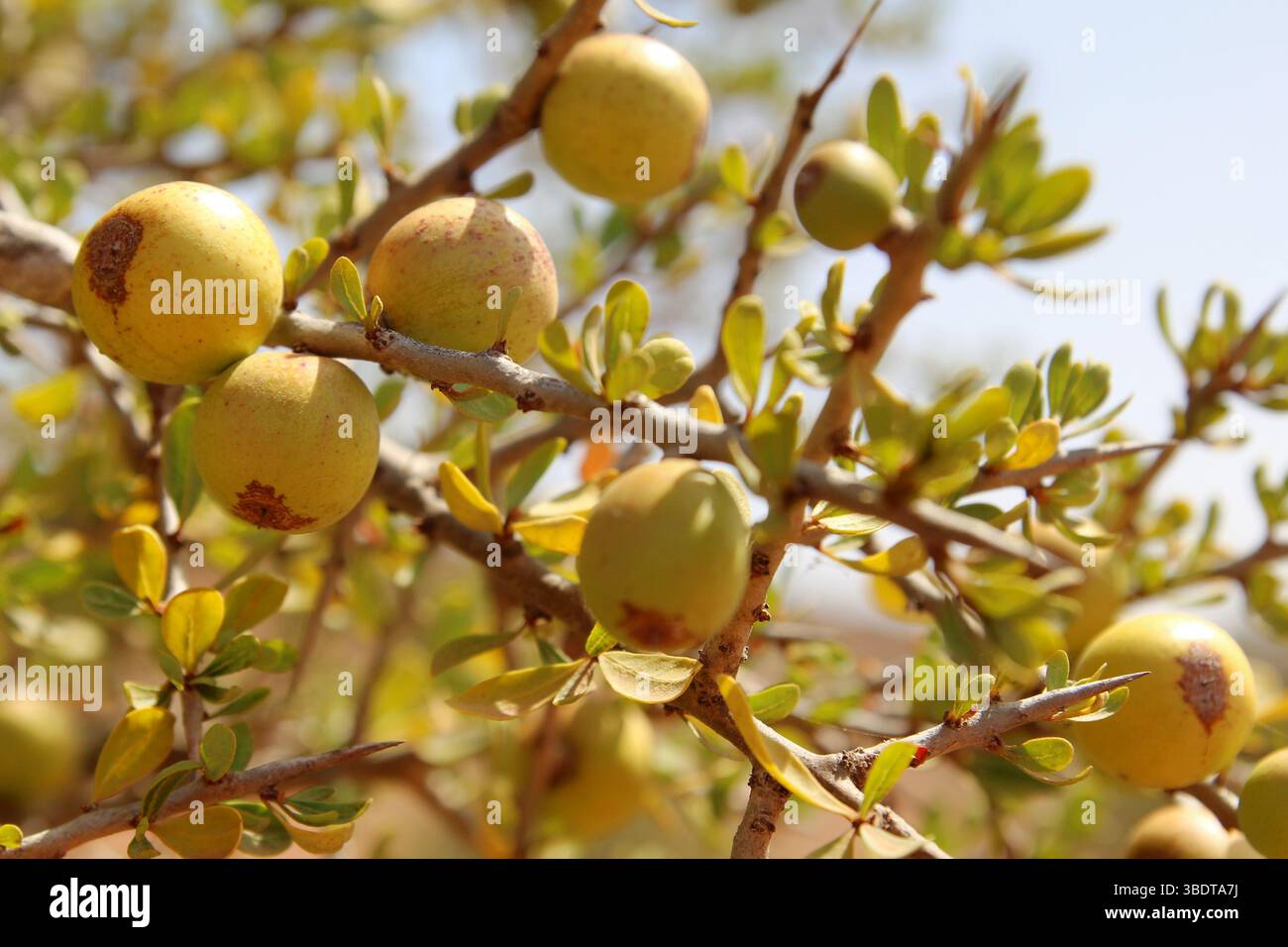 Nahaufnahme reifer Arganfrüchte auf einem Baumzweig mit Dornen und kleinen grünen Blättern, die in trockenen Regionen Marokkos beheimatet sind. Stockfoto