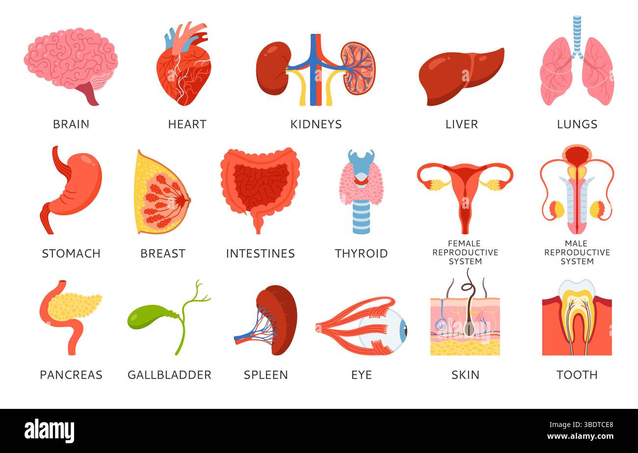 Menschliche Organe mit Namensbeschreibung Infografik. Cartoon Lungenhirn, Herznieren, Magen, Brustdarm, Fortpflanzungssystem weiblich männlich, Haut Haar Zahn Auge, Körperelemente Hand gezeichneter Vektor Stock Vektor