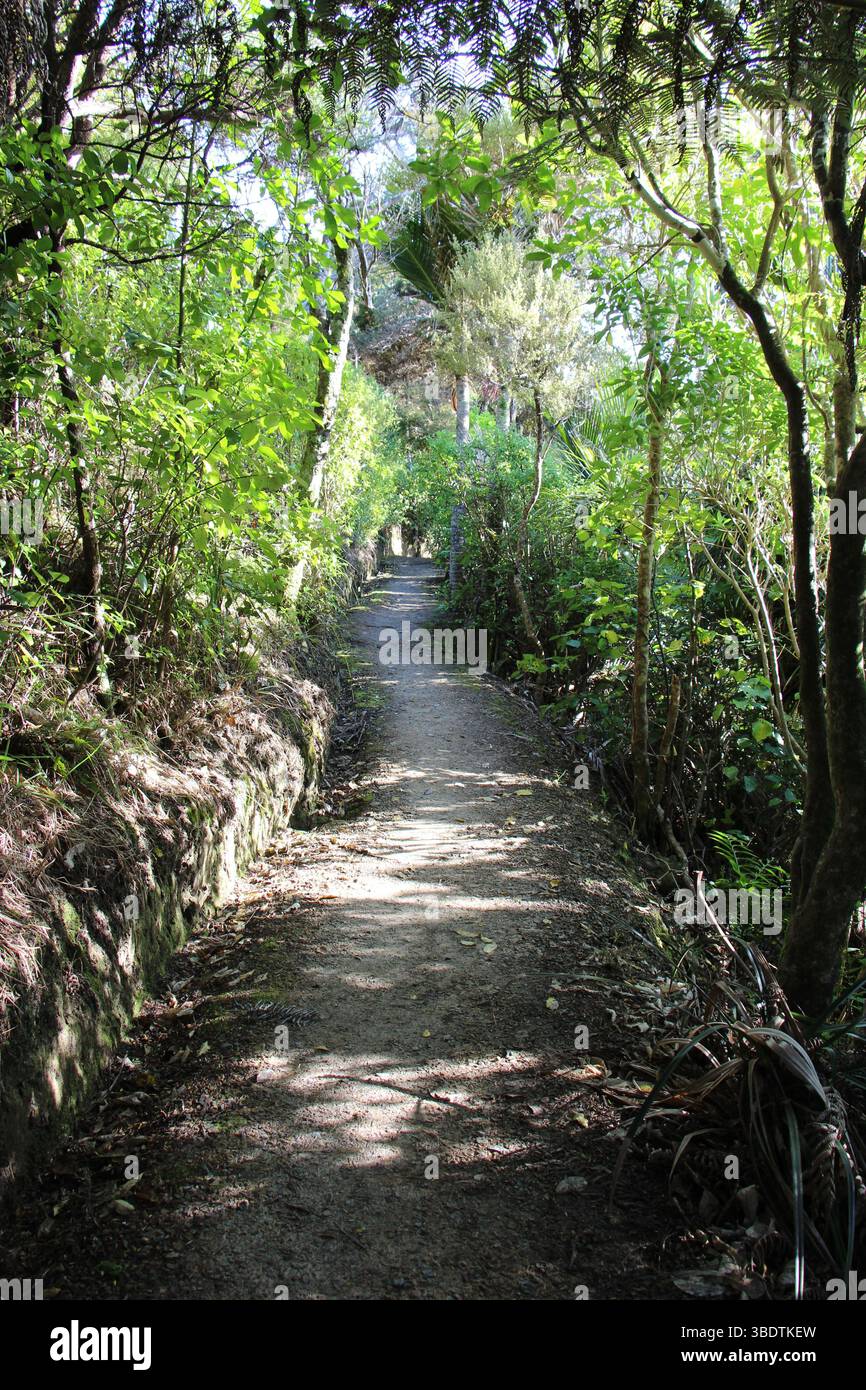 Wanderweg zwischen den Bäumen, im neuseeländischen Busch. Stockfoto