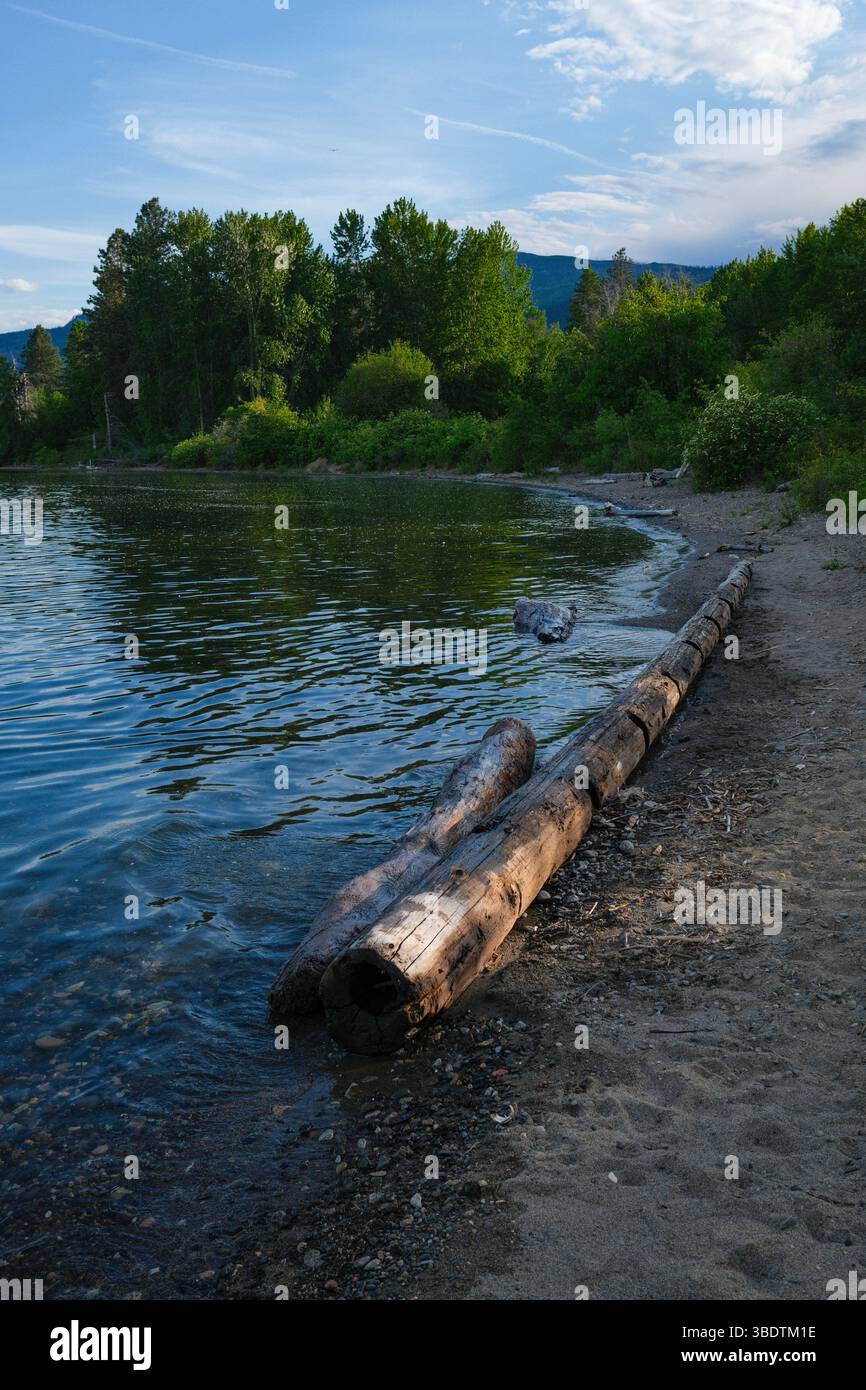 Treibholz am Ufer des Okanagan Lake im Fintry Provincial Park in Kelowna, British Columbia. Stockfoto
