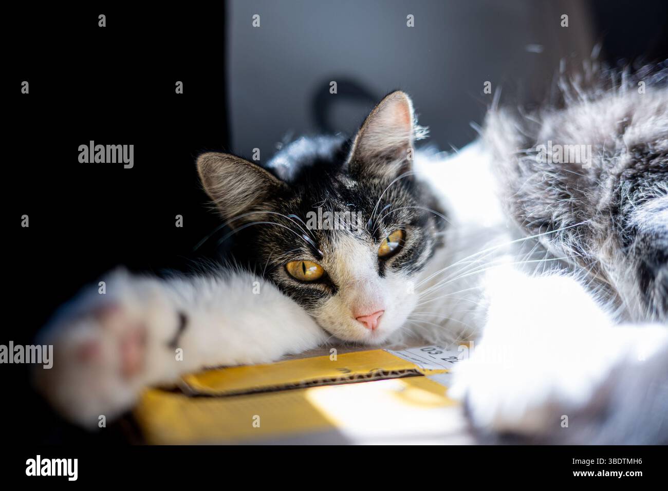 Eine Katze, die in der Sonne ruht Stockfoto