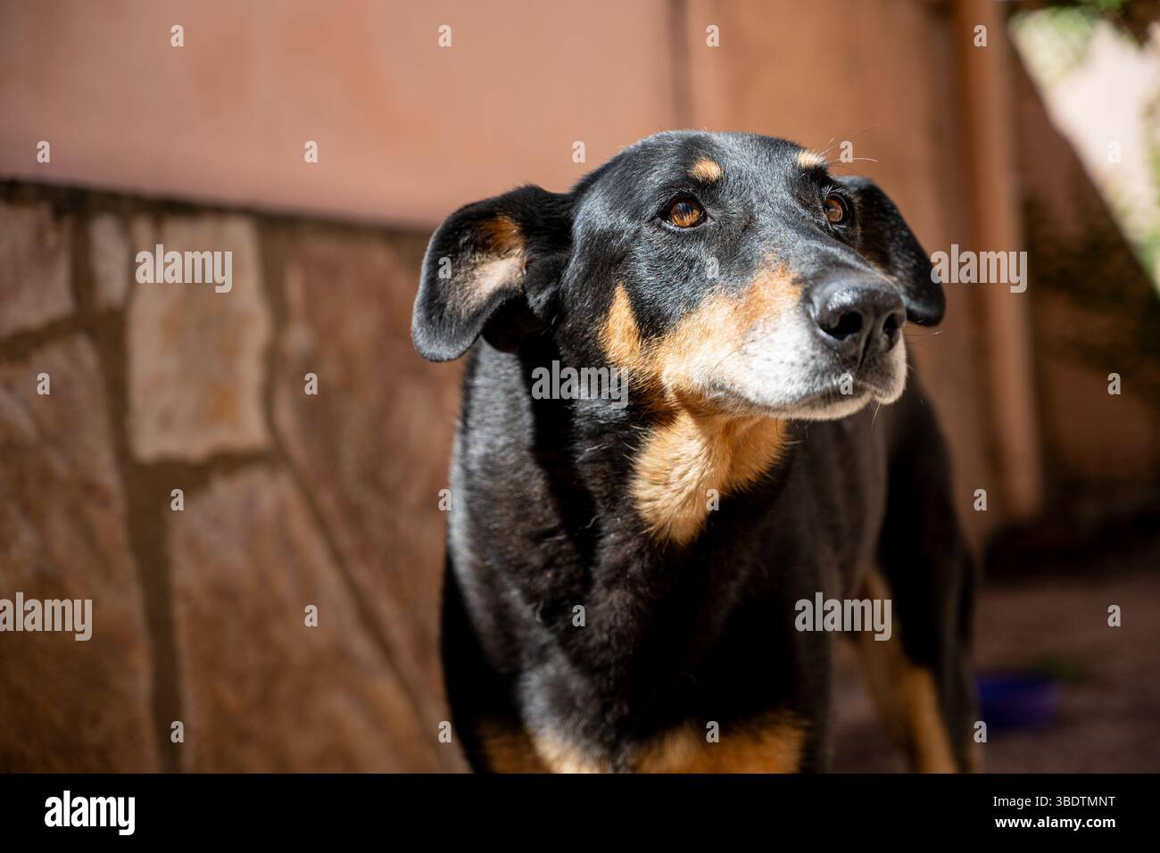 Ein schwarzer Doberman-Hund Stockfoto
