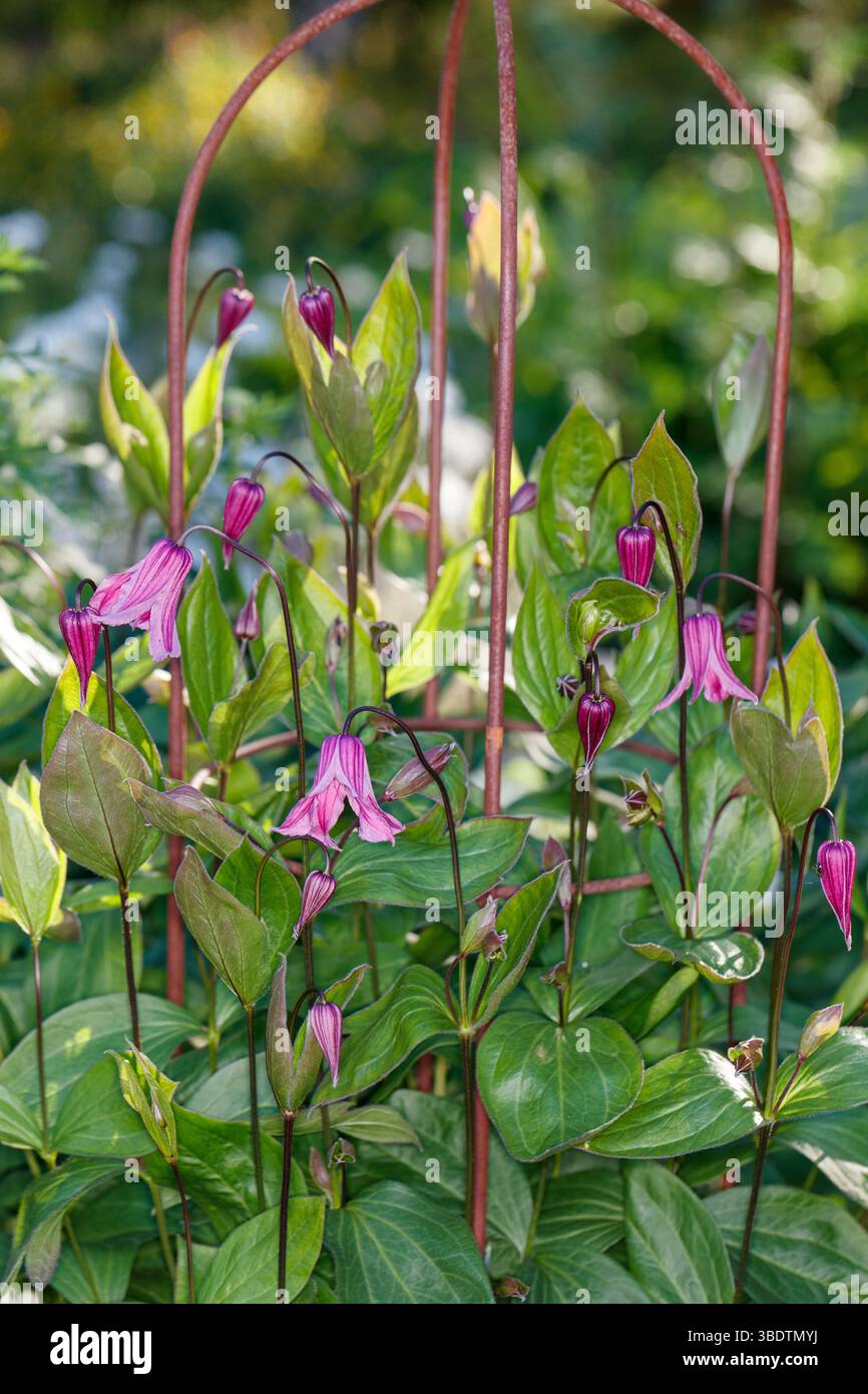 "Solitären Floris V' Clematis, Waldrebe, klematis Helbladig (Clematis integrifolia) Stockfoto