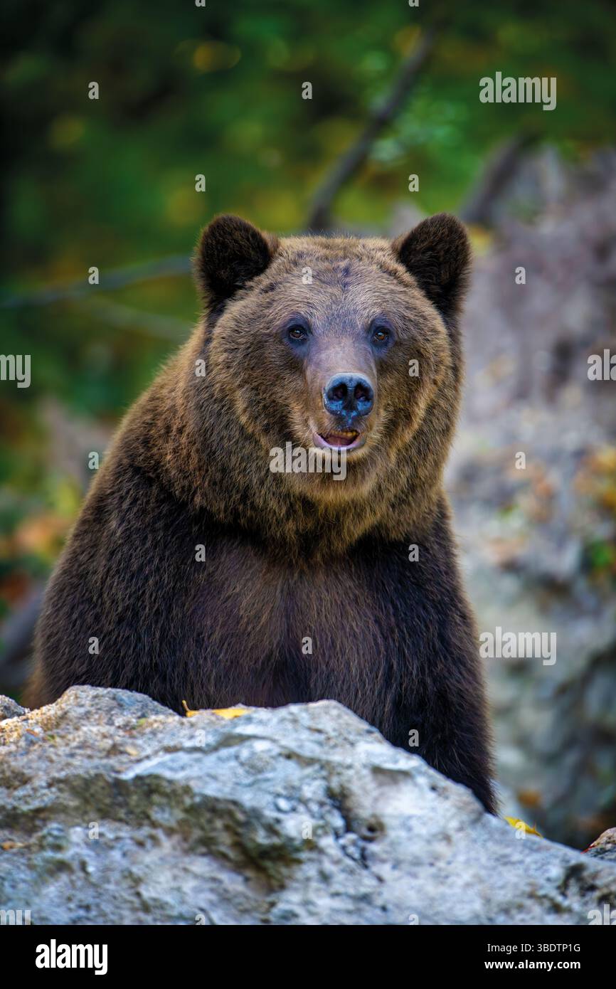 Braunbär auf Ast im Sommerwald. Tier im Naturlebensraum. Großes Säugetier. Tierwelt Stockfoto