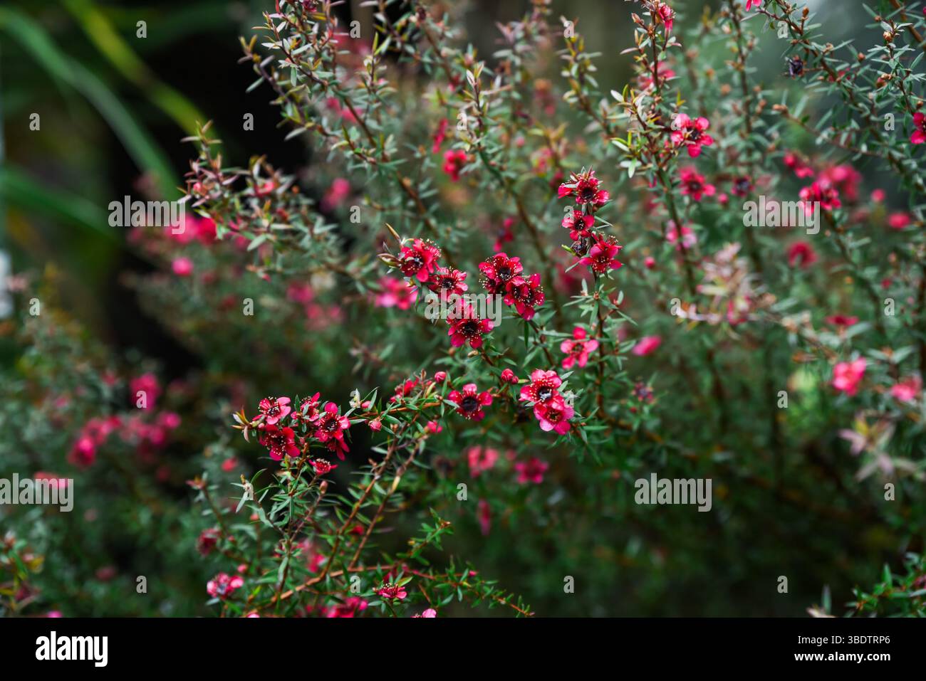Rote Blüten von Leptospermum scoparium blühen auf dichten grünen Sträuchern mit kleinen nadelförmigen Blättern, die in Australien und Neuseeland beheimatet sind Stockfoto