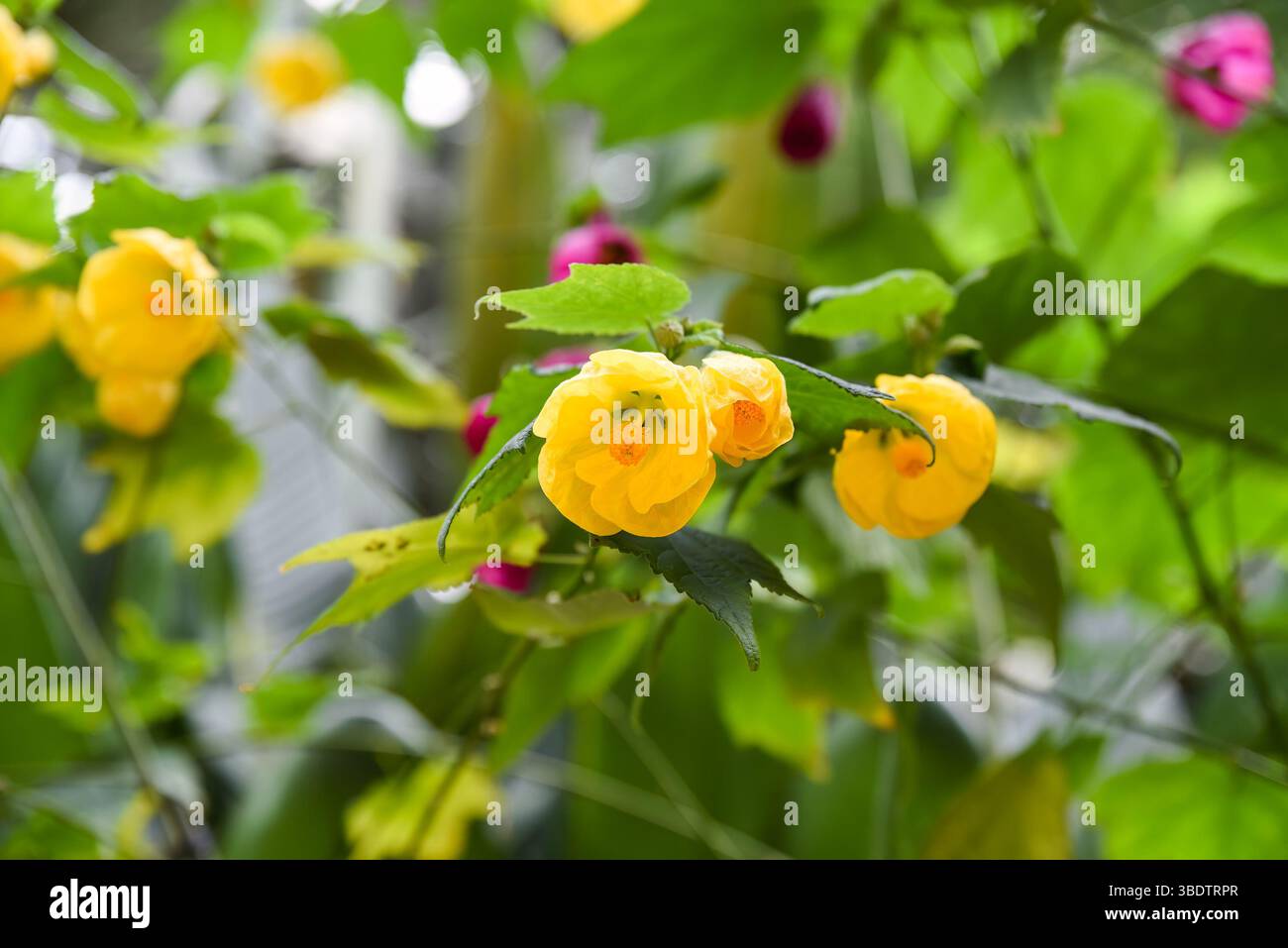 Hellgelbe Abutilon Lucky Laterne gelbe Blüten, auch blühender Ahorn oder chinesische Laterne genannt, blühen im Sonnenlicht. Familie Malvaceae. Stockfoto