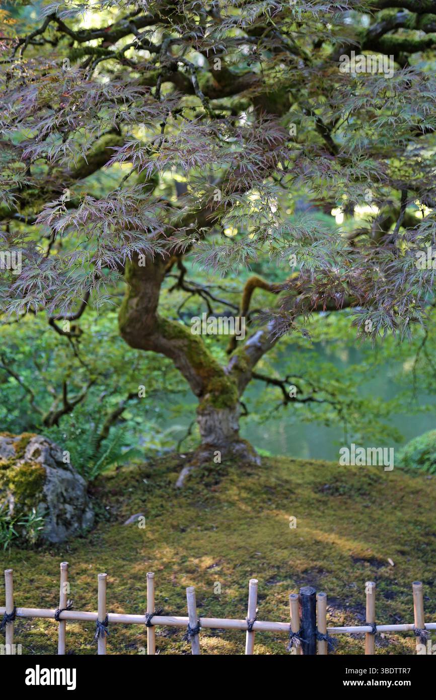 Der Baum hinter dem Zaun - Portland Japanese Garden, Oregon Stockfoto