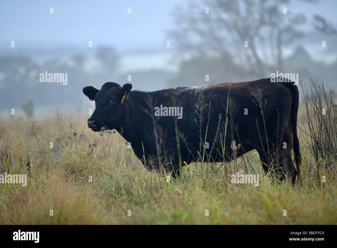 Eine Wagyu-Rinderkuh, die Weide auf einer Farm in South Burnett, Queensland, Australien isst. Stockfoto