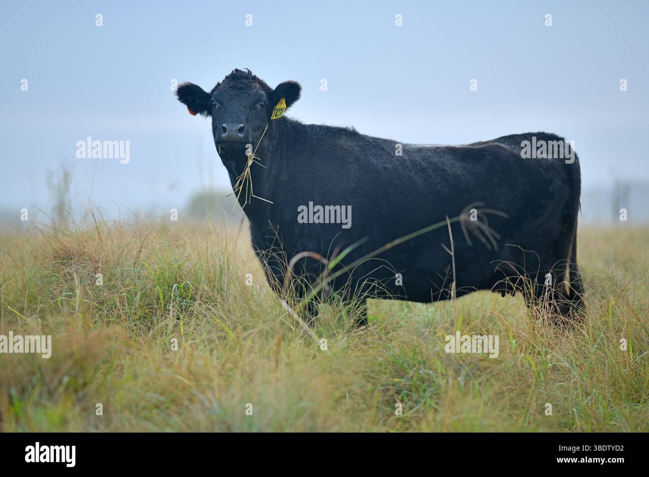 Eine Wagyu-Rinderkuh, die Weide auf einer Farm in South Brunett, Queensland, Australien isst. Stockfoto