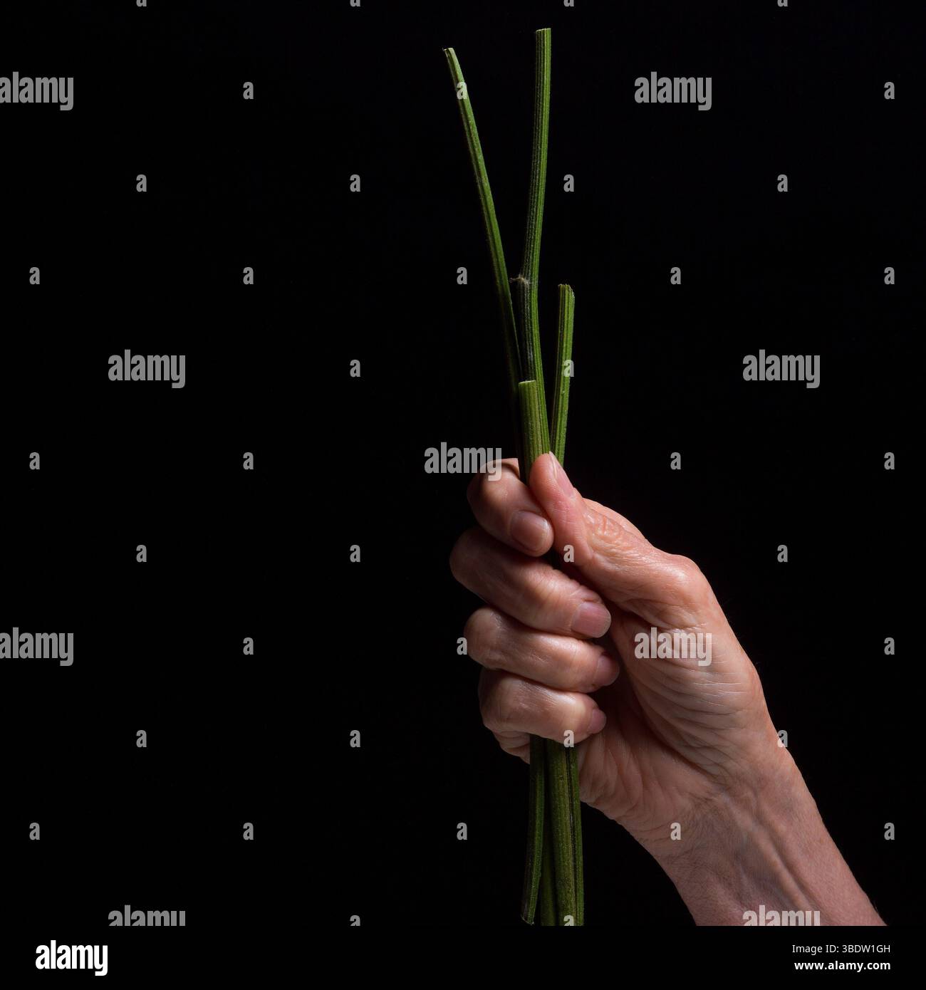 Eine Hand greift ein Bündel frischer Schnittlauchschnitzel und zeigt ihre leuchtende grüne Farbe. Der dunkle Hintergrund unterstreicht die Details und Frische der Kräuter Stockfoto