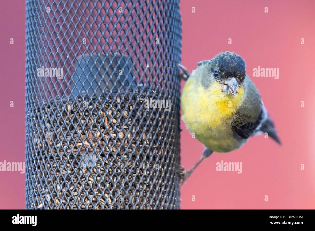 Kleiner Goldfinch, erwachsener Mann, hängt an einem Vogelfutter und isst. McClellan Ranch Preserve, Santa Clara County, Kalifornien, USA. Stockfoto