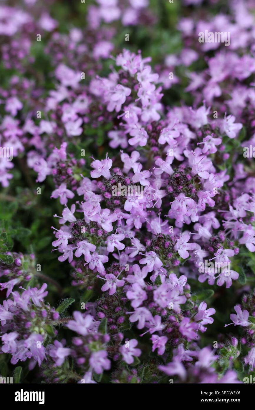 Roten Kriechender Thymian in voller Blte (Thymus Praecox Coccineus),  Lamiaceae Stockfotografie - Alamy