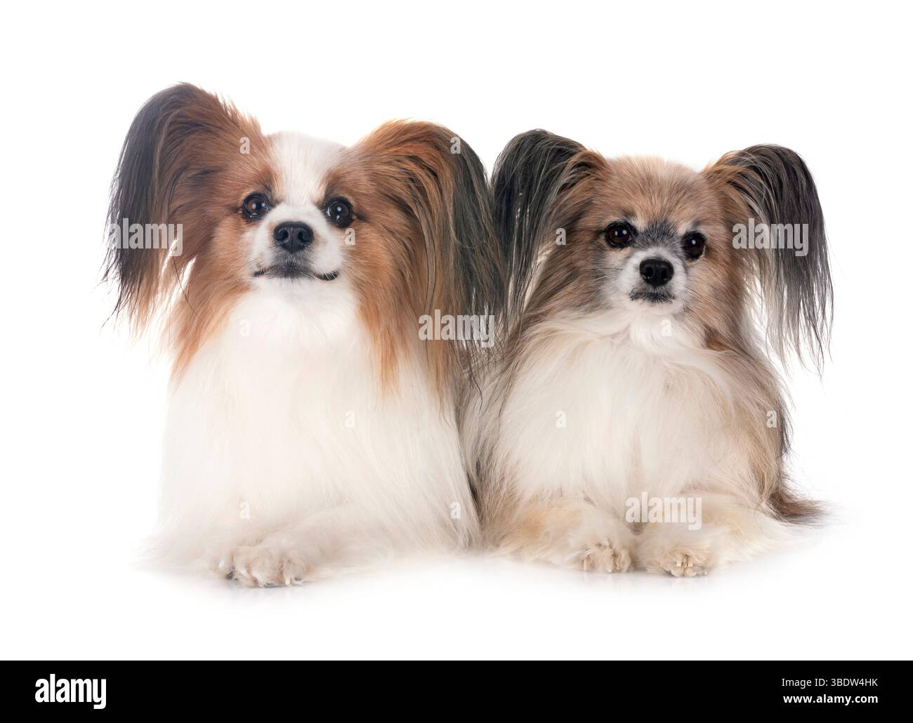 Papillon Hunde vor weißem Hintergrund Stockfoto