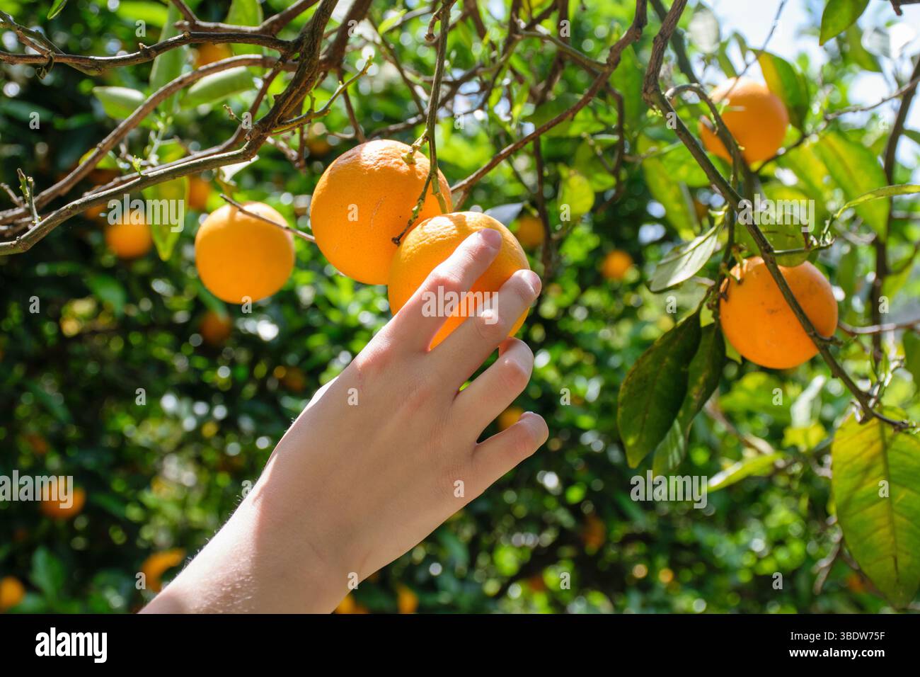 Zeitfrucht vom Orangenbaum von Hand pflücken, frische Produkte, ökologischer Landbau, landwirtschaftliche Konzepte, frisch vom Baum Stockfoto