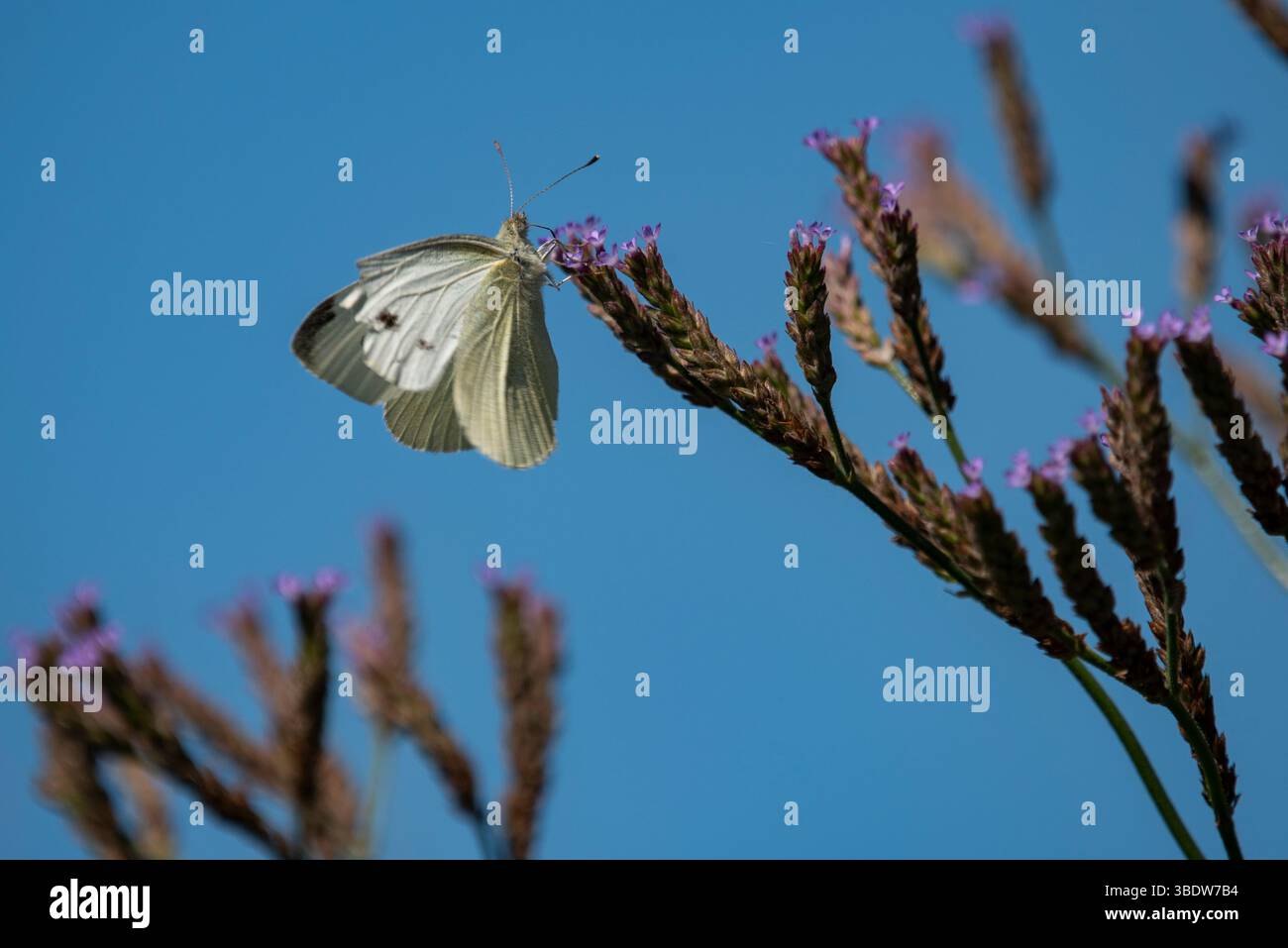 Weißer Schmetterling auf einer lila Blume Stockfoto