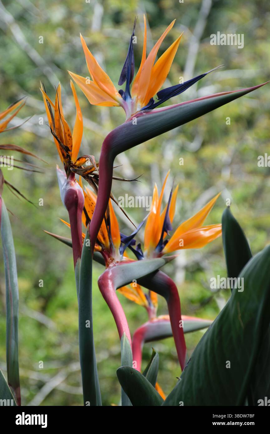 Strelitzia, Paradiesvogel, Strelitzia reginae, tropische Blume, exotische Blüte, leuchtende Blütenblätter, orange und blaue Blume, Kranblume, tropische Pflanze, Stockfoto