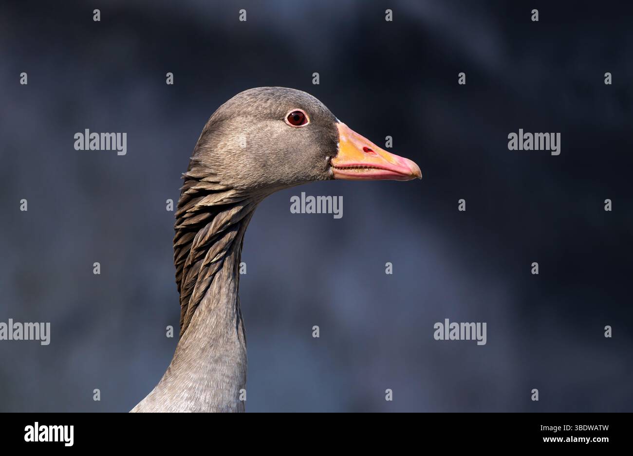 Graugans-Porträt (Anser anser) in Seitenansicht Stockfoto