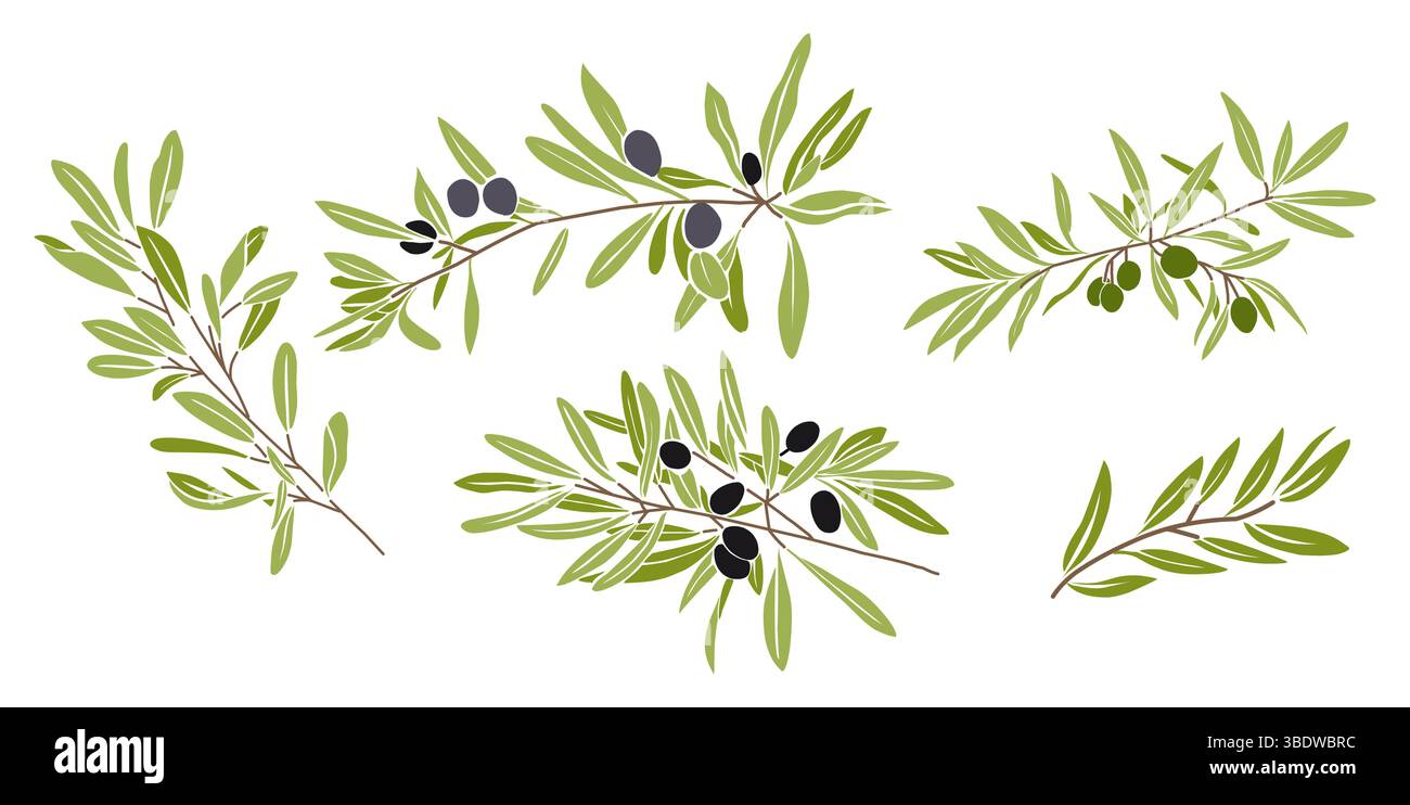 Flacher Vektor-Satz von Olivenzweigen mit Blättern Stock Vektor