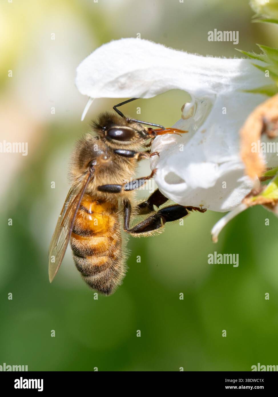 Die Europäische Honigbiene schwebt sanft über einer unberührten weißen Blume, deren Flügel während des Fluges erfasst werden, während sie Nektar und Pollen sammelt. Stockfoto