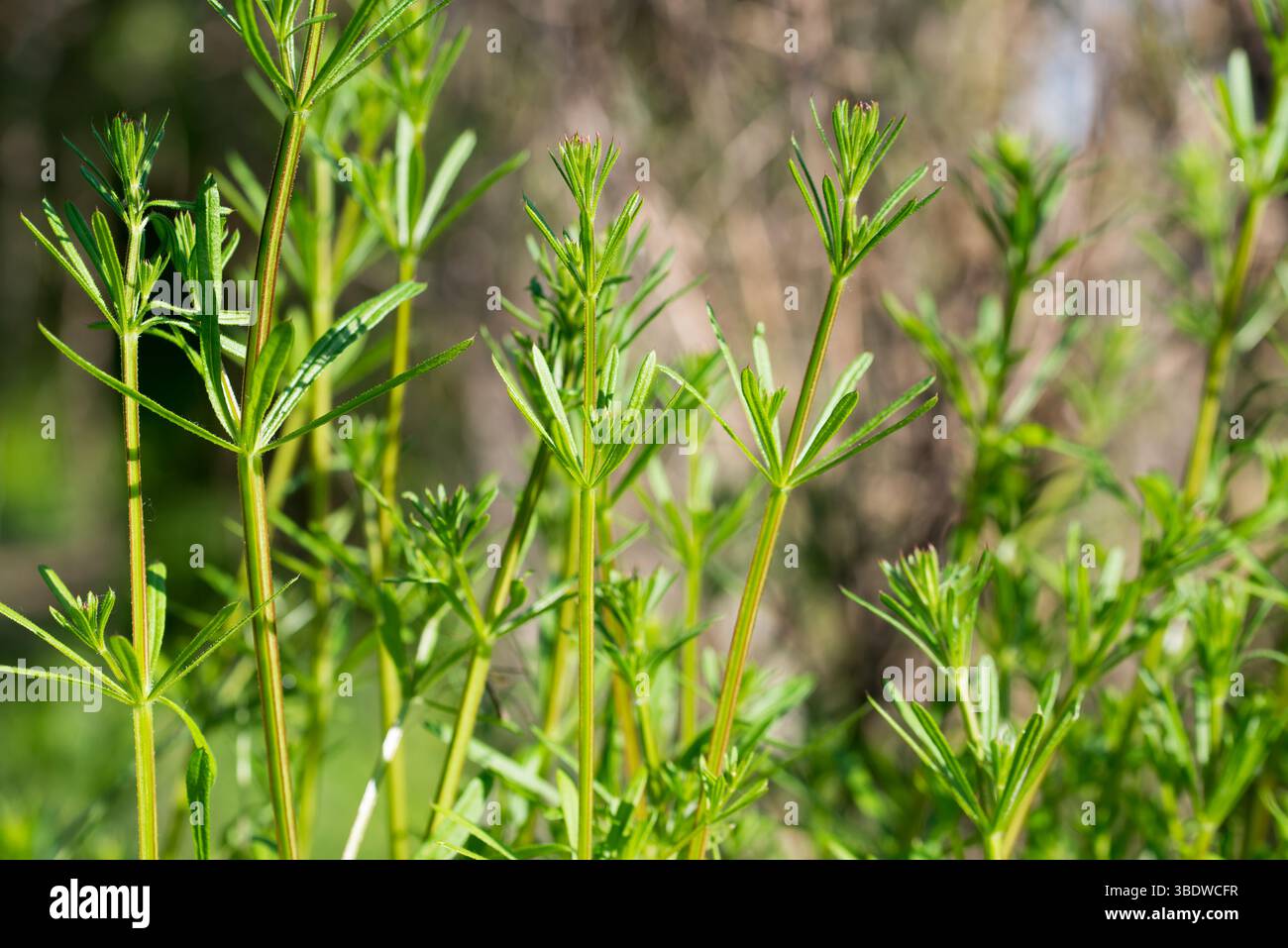 Galium-Aparine, Trennscheiben Frühlingsgrün Blätter Nahaufnahme selektiver Fokus Stockfoto