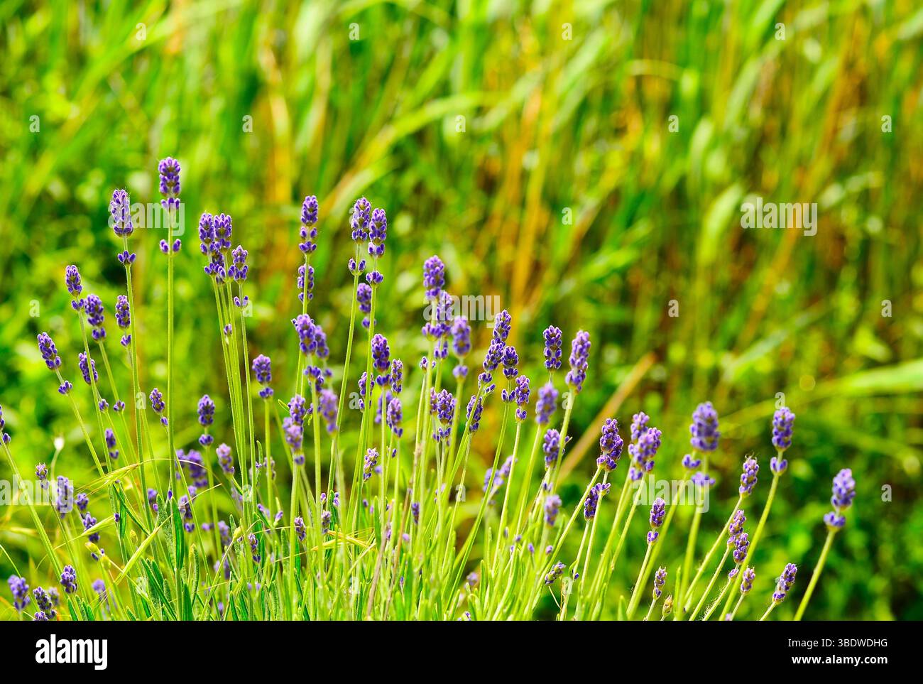 Lavendelblumen mit unscharfem Hintergrund Stockfoto