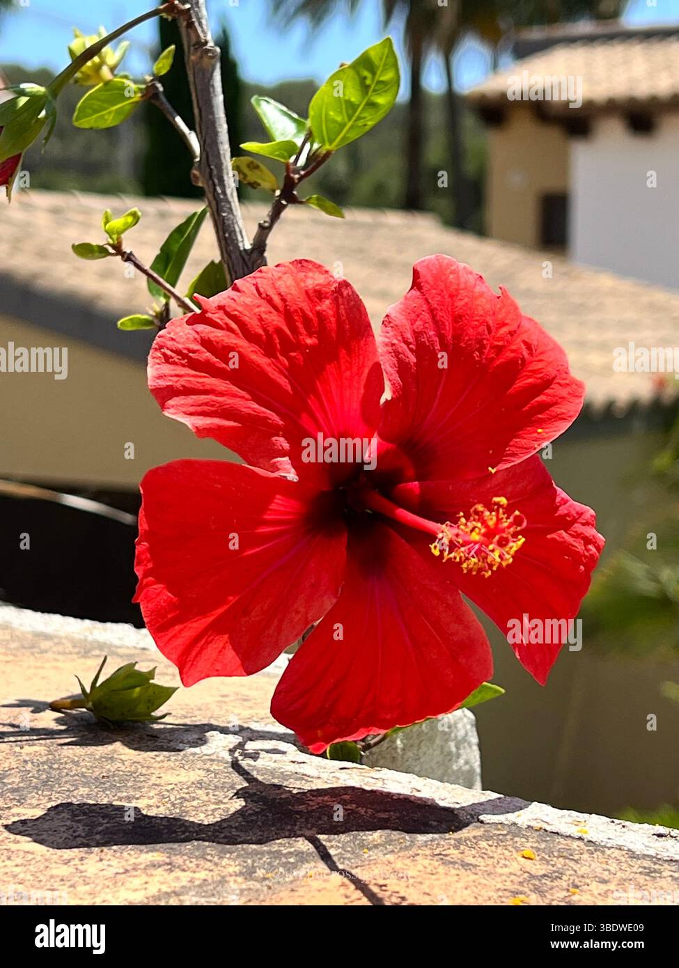 Frangipani-Blüten (Plumeria) Stockfoto